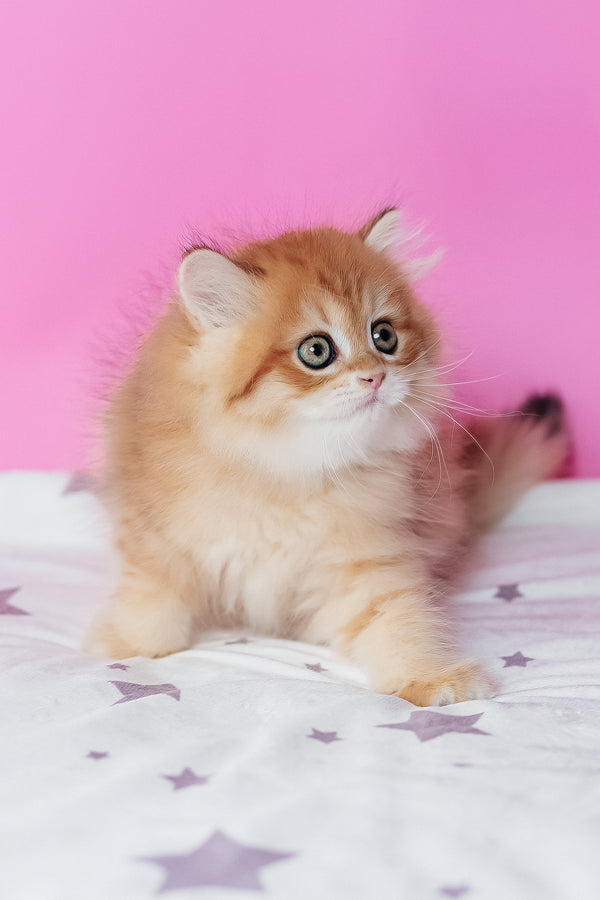 Archie scottish straight longhair kitten with fluffy golden orange fur and white markings, not a black golden spotted tabby