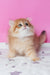 Archie | Scottish Straight Longhair Kitten