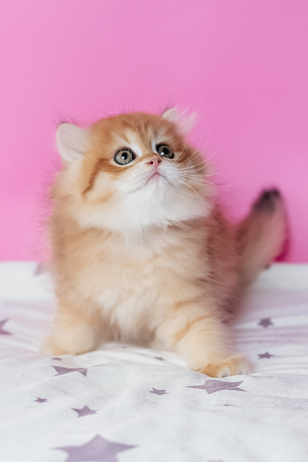 Archie scottish straight longhair kitten with fluffy orange and white fur sits on star-patterned blanket pink background