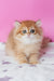 Archie | Scottish Straight Longhair Kitten