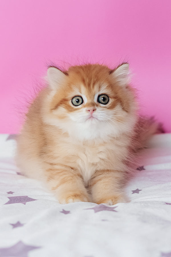Archie scottish straight longhair kitten with fluffy orange and white fur and striking green eyes on star blanket
