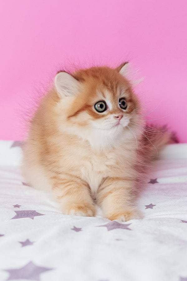 Archie scottish straight longhair kitten with fluffy orange and white fur and striking green eyes on star blanket