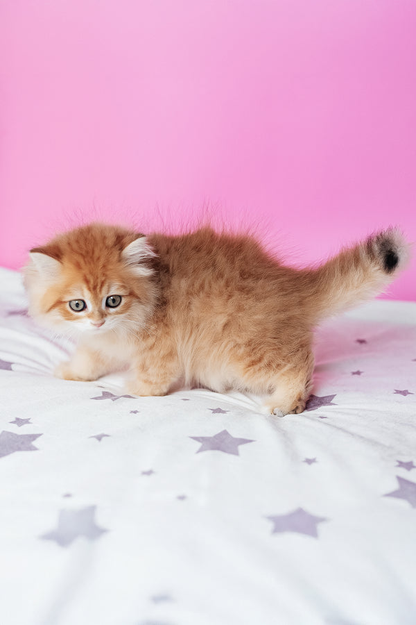 A fluffy orange and white scottish straight longhair kitten with bright green eyes stands on a star patterned bedsheet