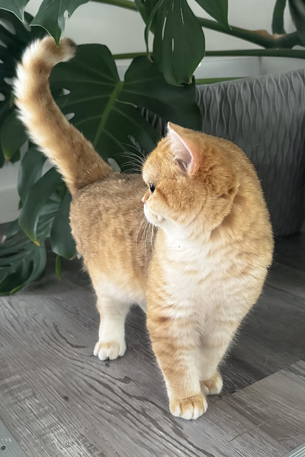 Archi | Scottish Straight Kitten