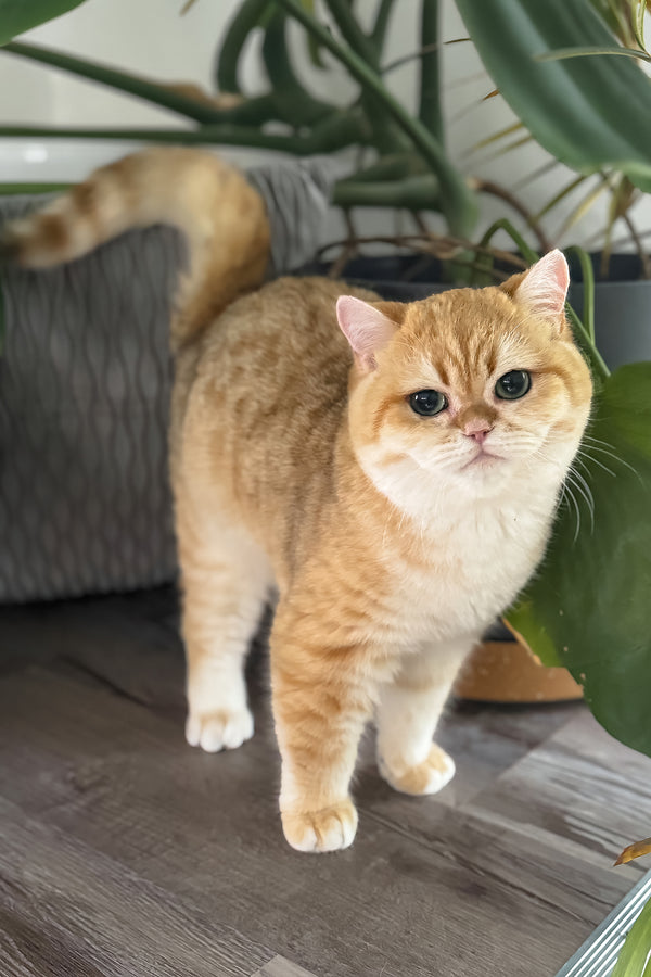 Archi | Scottish Straight Kitten