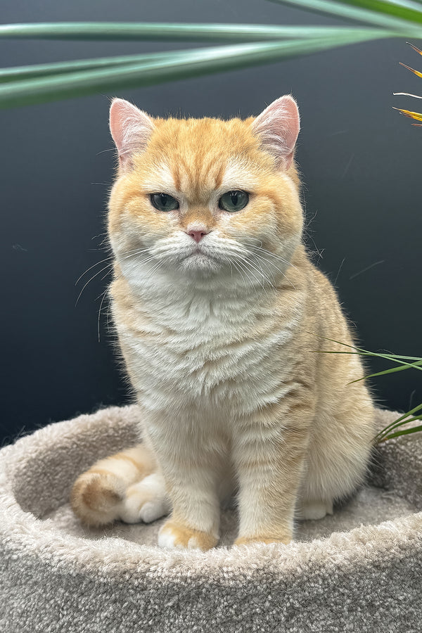 Archi | Scottish Straight Kitten
