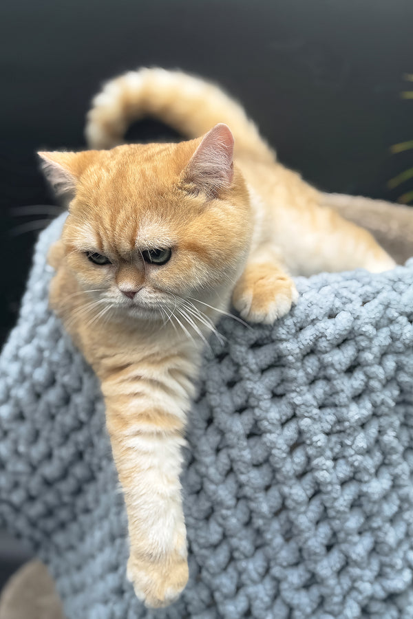 Archi | Scottish Straight Kitten