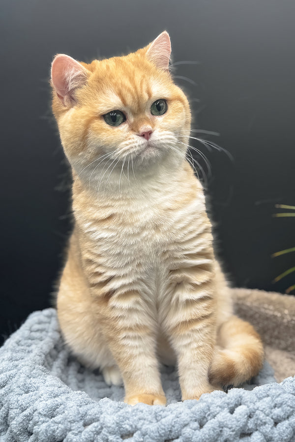Archi | Scottish Straight Kitten