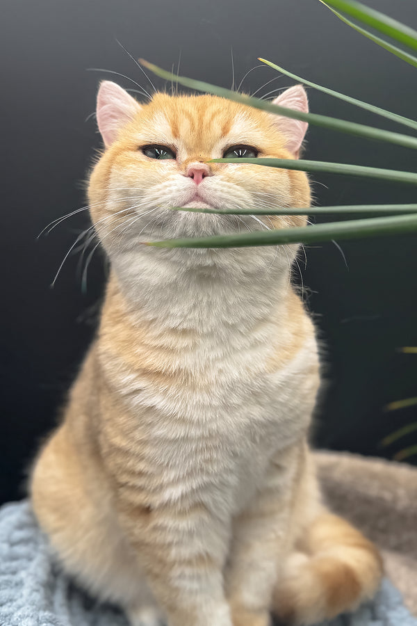 Archi | Scottish Straight Kitten