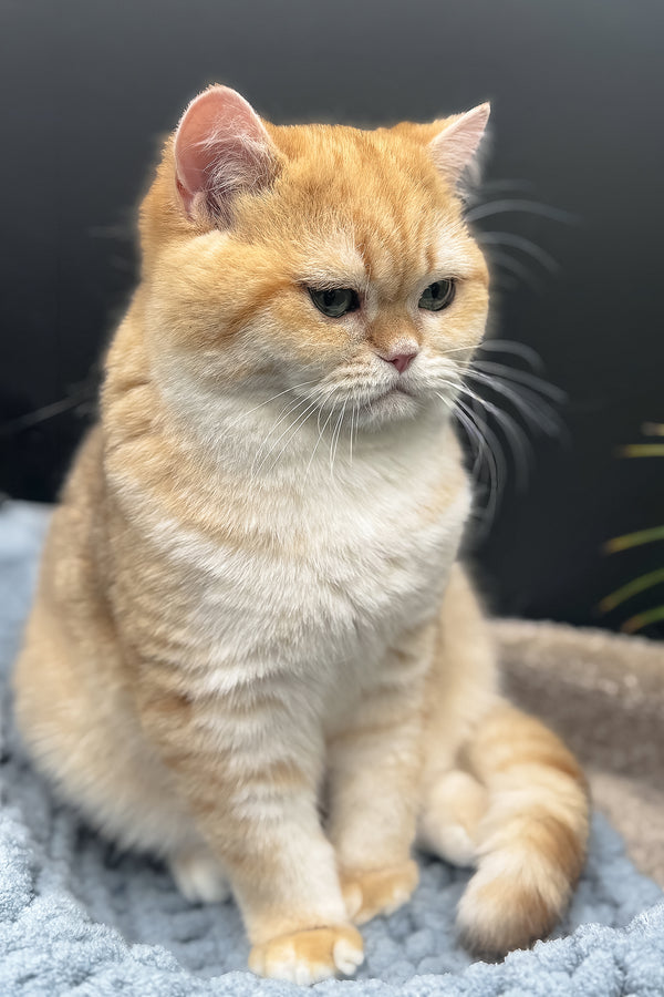Archi | Scottish Straight Kitten