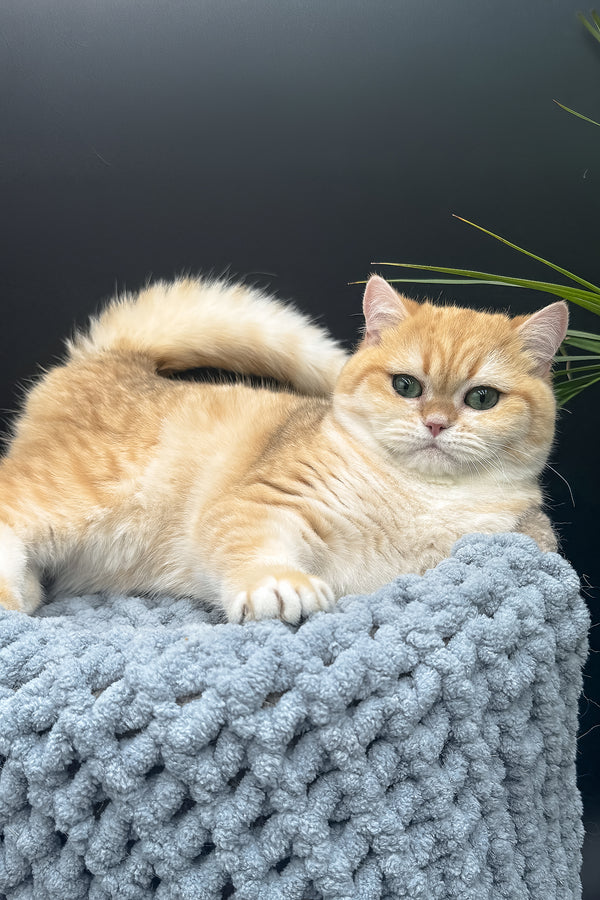 Archi | Scottish Straight Kitten