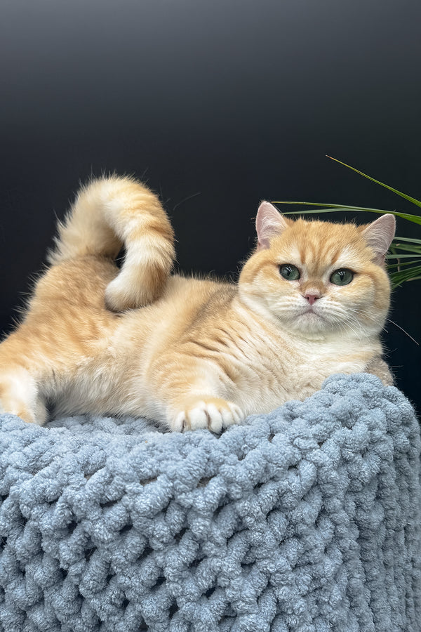 Archi | Scottish Straight Kitten
