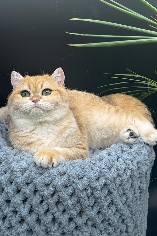 Archi | Scottish Straight Kitten