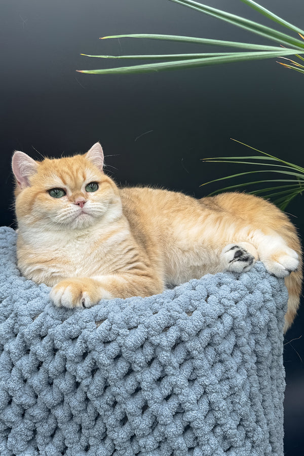 Archi | Scottish Straight Kitten