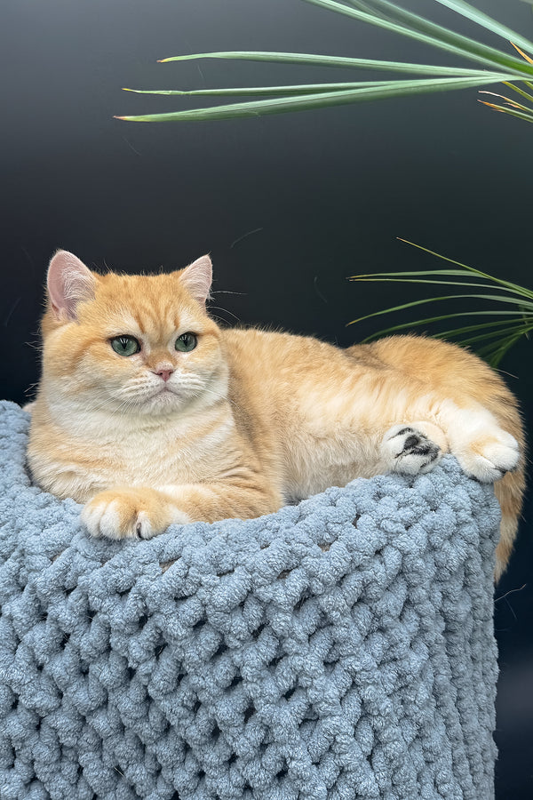 Archi | Scottish Straight Kitten