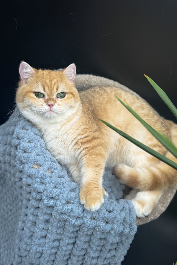 Archi | Scottish Straight Kitten