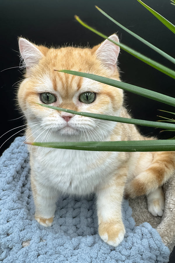 Archi | Scottish Straight Kitten