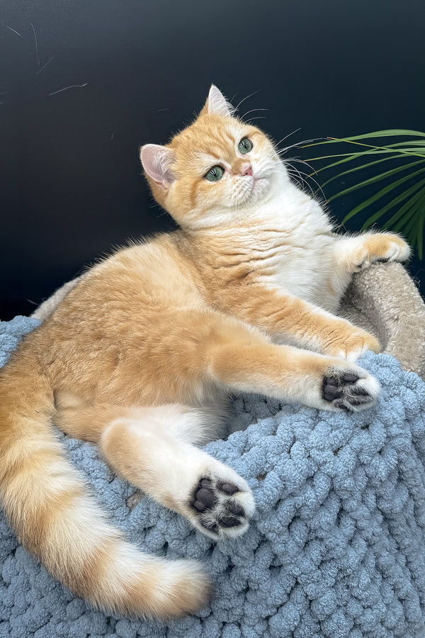 Archi | Scottish Straight Kitten