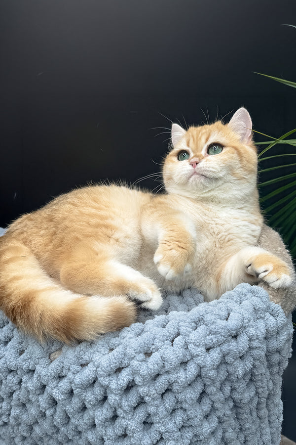 Archi | Scottish Straight Kitten