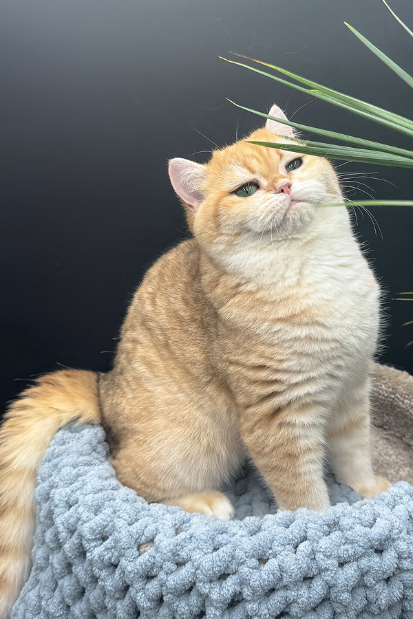 Archi | Scottish Straight Kitten