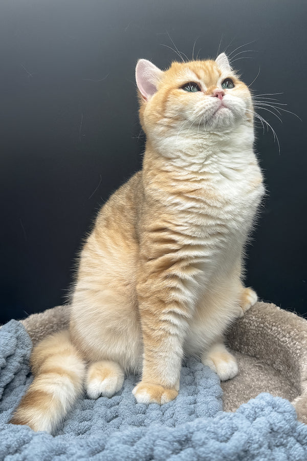 Archi | Scottish Straight Kitten