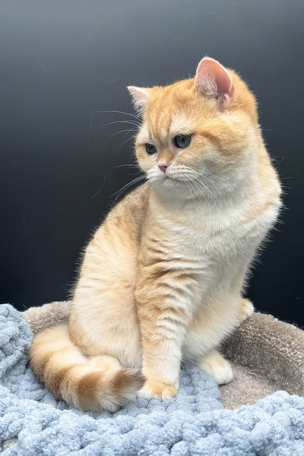 Archi | Scottish Straight Kitten