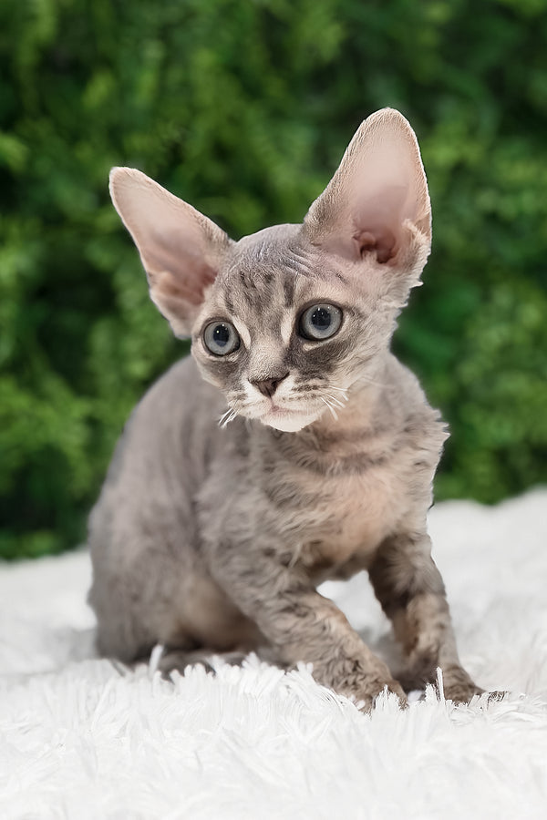 Ares | Devon Rex Kitten