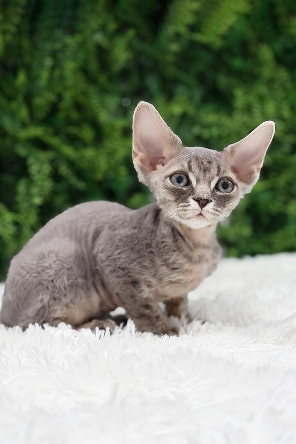 Ares | Devon Rex Kitten