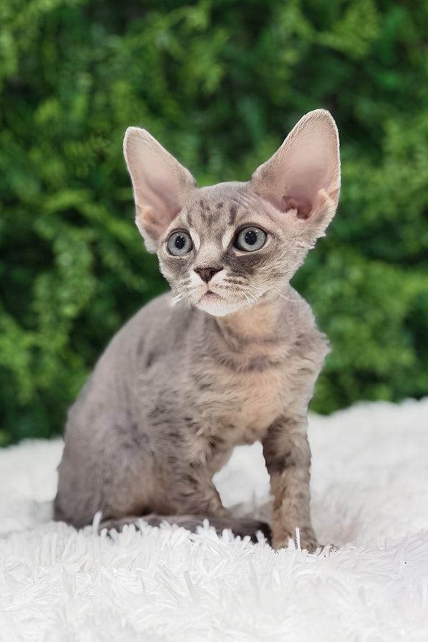 Ares | Devon Rex Kitten