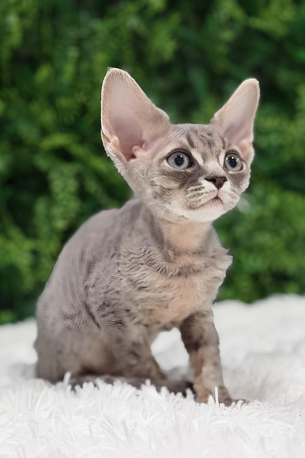 Ares | Devon Rex Kitten