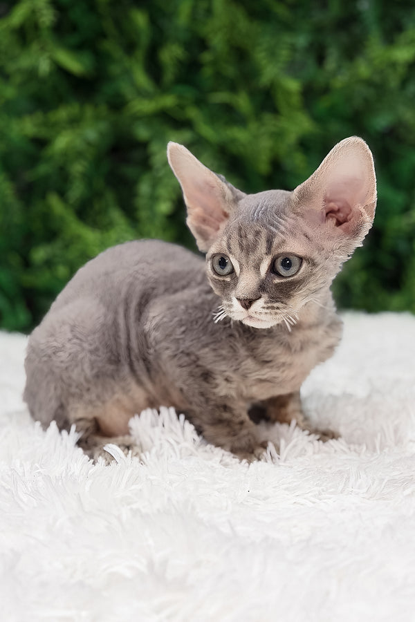 Ares | Devon Rex Kitten