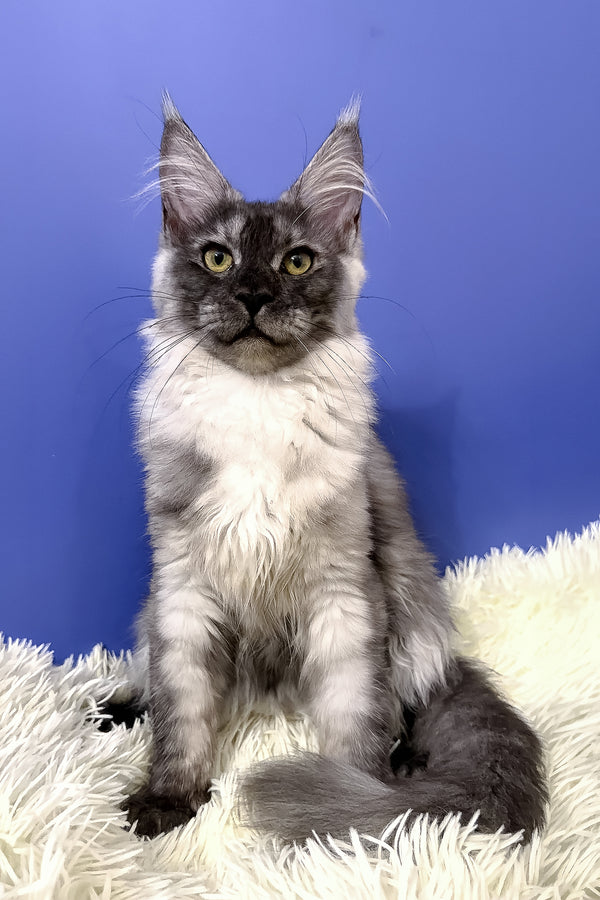 A fluffy gray and white purebred maine coon kitten with striking green eyes sits on a plush white rug