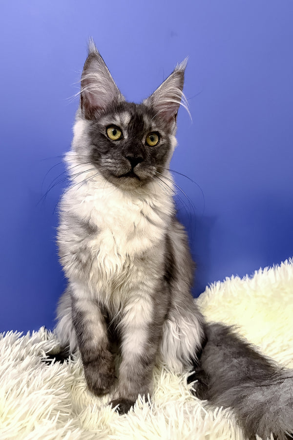 Ari maine coon kitten with fluffy silver blotched tabby fur and yellow eyes sitting on a cream rug showcasing purebred kitties