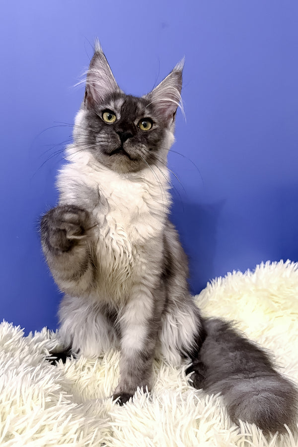 Ari maine coon kitten with fluffy silver blotched tabby fur and green eyes sits on a plush white rug playfully