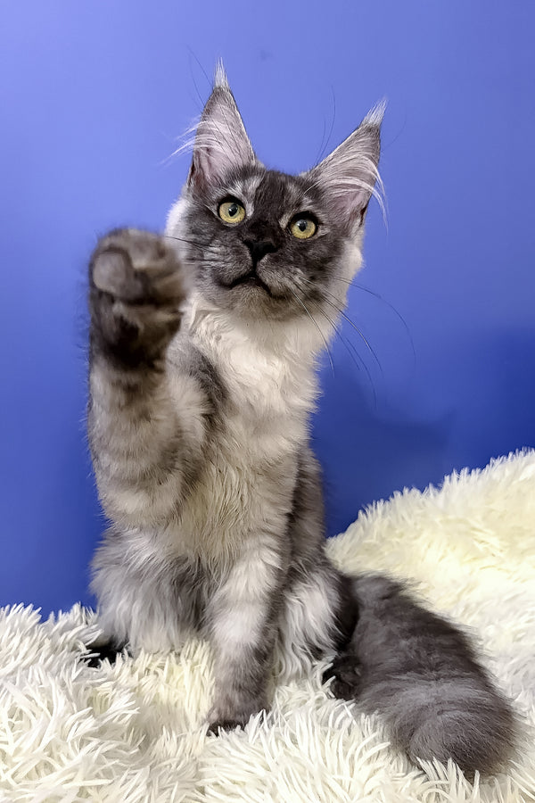Ari maine coon kitten with fluffy silver blotched tabby fur and green eyes sits on a plush white rug with raised paw