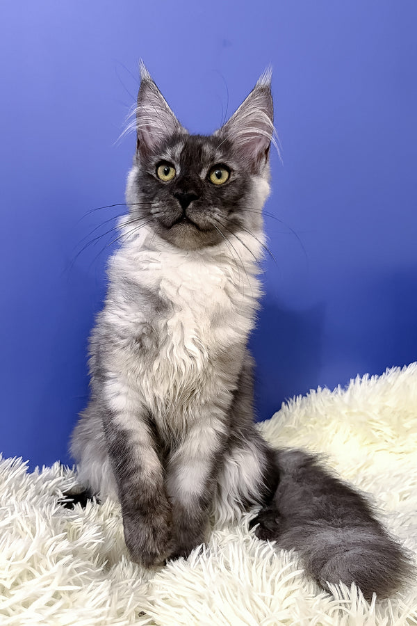 Ari maine coon kitten a fluffy gray and white purebred maine coon with striking green eyes on a plush white rug