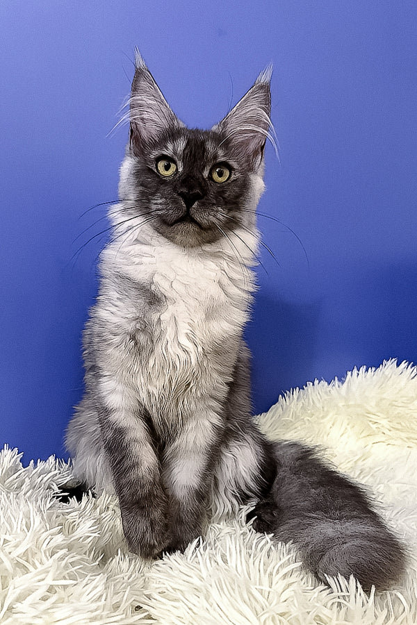 Ari maine coon kitten with fluffy silver blotched tabby fur and striking green eyes on a white plush rug