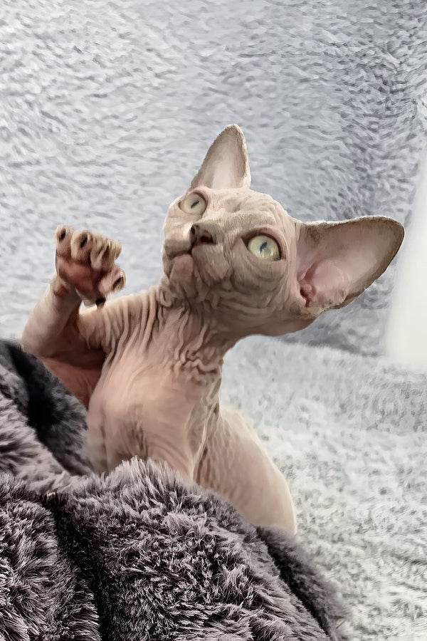Ariana | Canadian Sphynx Kitten