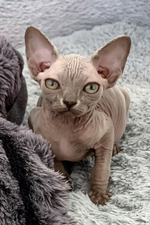 Ariana | Canadian Sphynx Kitten