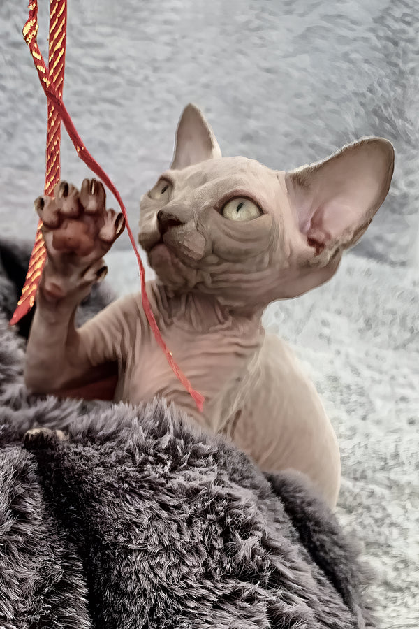 Ariana | Canadian Sphynx Kitten