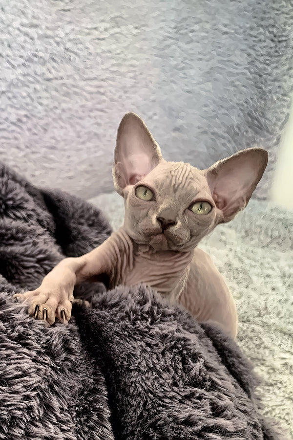 Ariana | Canadian Sphynx Kitten