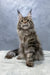 Ariella | Polydactyl Maine Coon