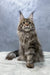 Ariella | Polydactyl Maine Coon