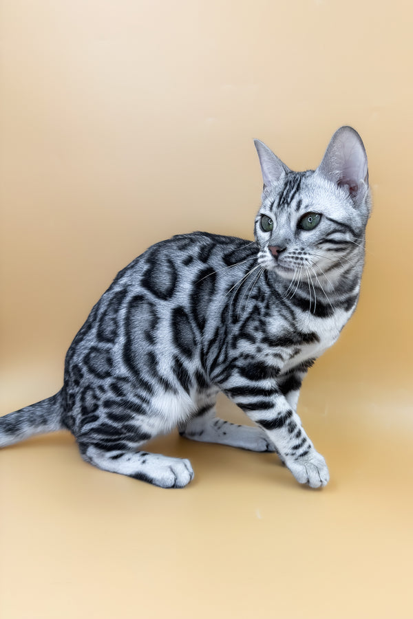 Arielle | Bengal Kitten