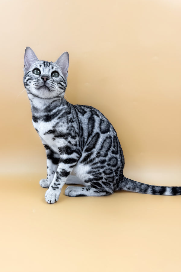 Arielle | Bengal Kitten
