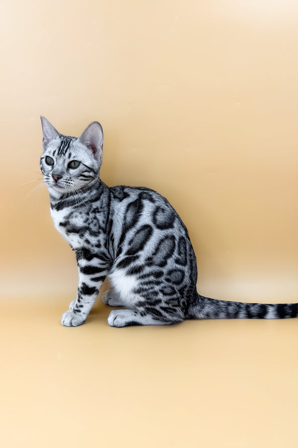 Arielle | Bengal Kitten