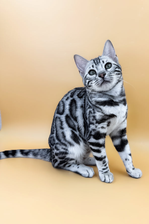 Arielle | Bengal Kitten