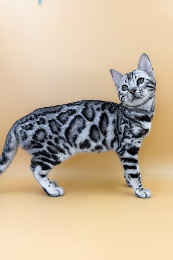 Arielle | Bengal Kitten