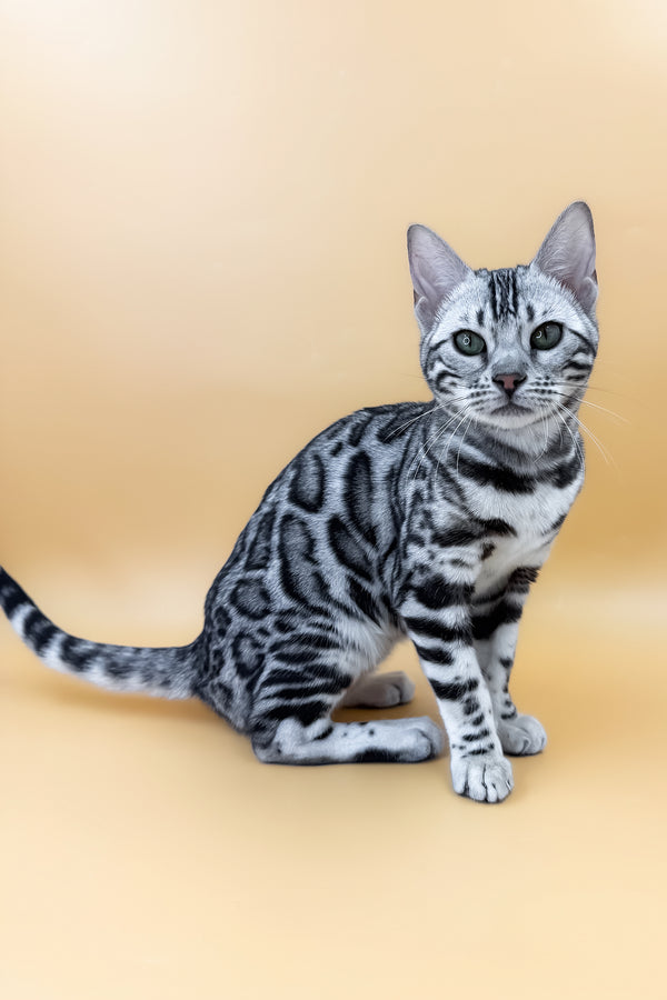 Arielle | Bengal Kitten