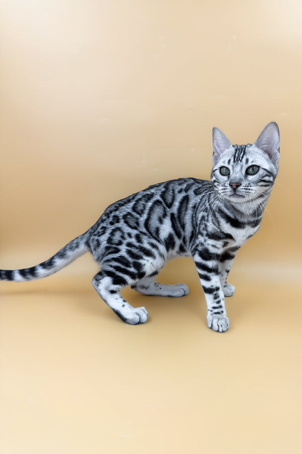 Arielle | Bengal Kitten
